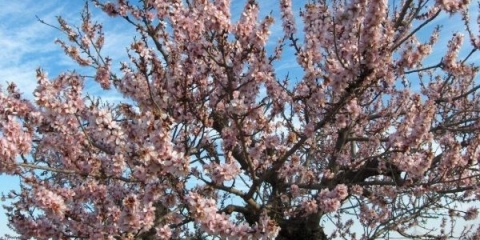 Pravilna sadnja i njega badema